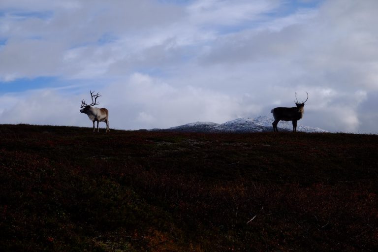 Von Sulitjelma nach Katterjokk Høstglede auf dem